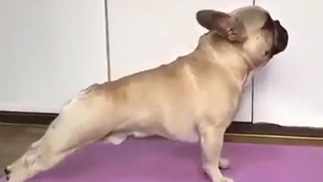 yoga dog perfect 𝓪 ღ ♥ 𝓮 𝓲 ❀