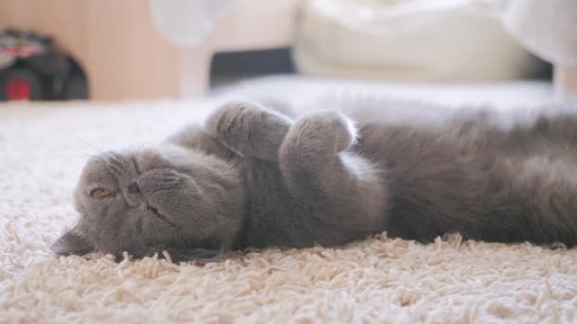 sleeping grey cat in cat bed