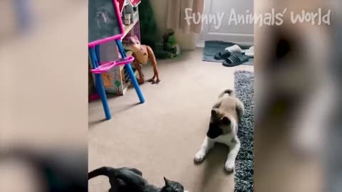 Funniest Dogs And Cats Videos 😅