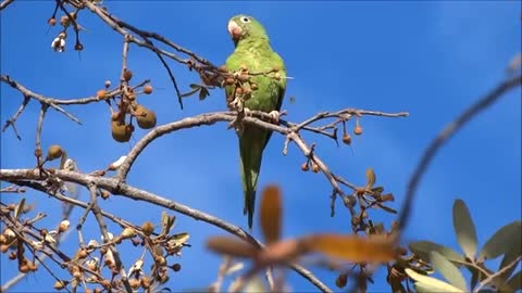 Listen to this parrot and forget your worries