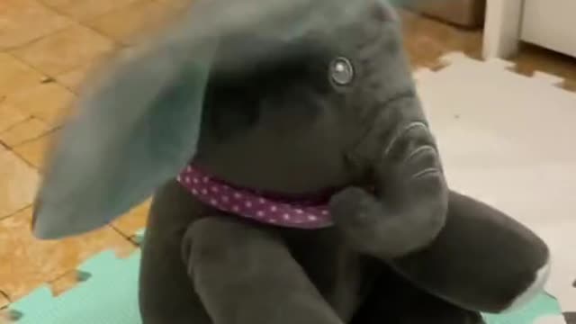 Tommy & Mina 🐘 #babyfunny #funnybabyvideos #cutebaby