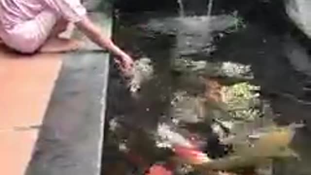 Koi fish pond (56)