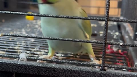 Parrot Dances During Cleaning Time