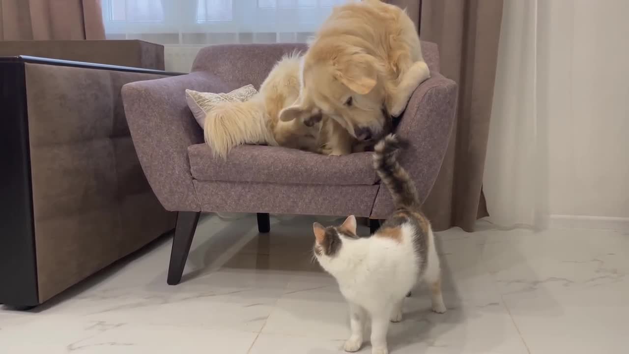 Funny Kitten Annoys Golden Retriever