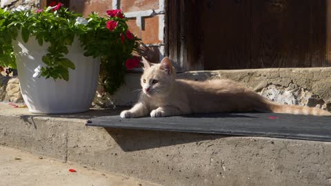 Cute cat relaxing