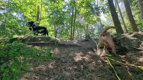 Monday morning, roaming at the lake with the dogs. 15.07.2024