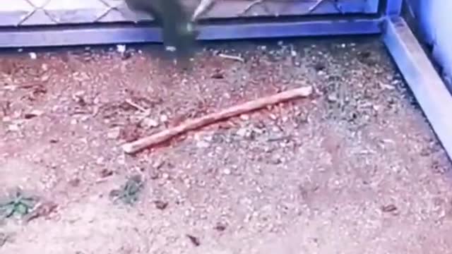 Funniest Animals - Best Of The 2021 Funny Animal Videos #41