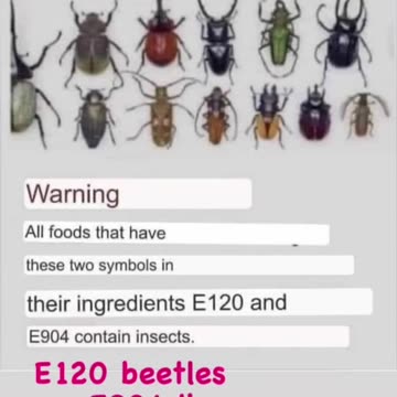 Lice and Beetles~and your Food