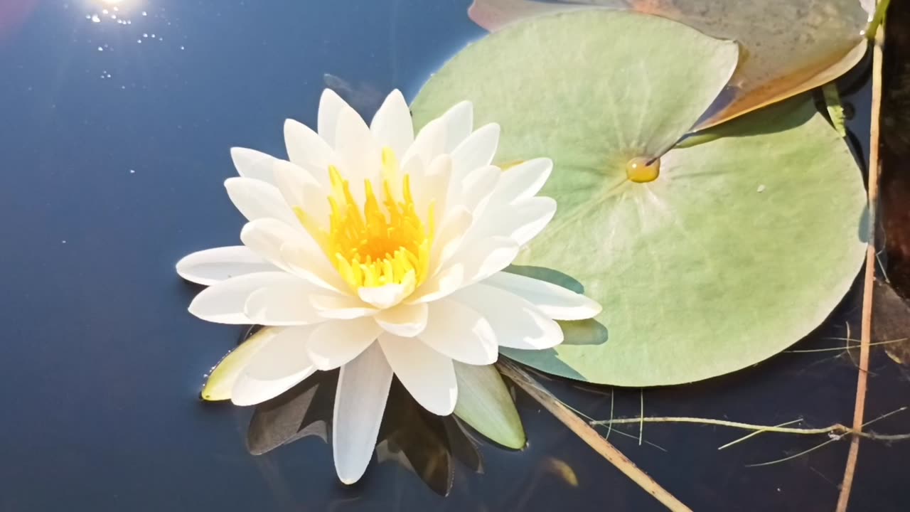 Water Lily