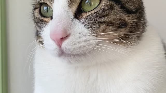 The cat on the desk