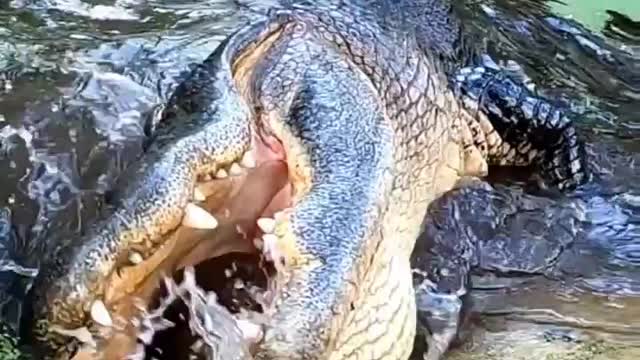 Ever wonder why you don't see a crocs throat?