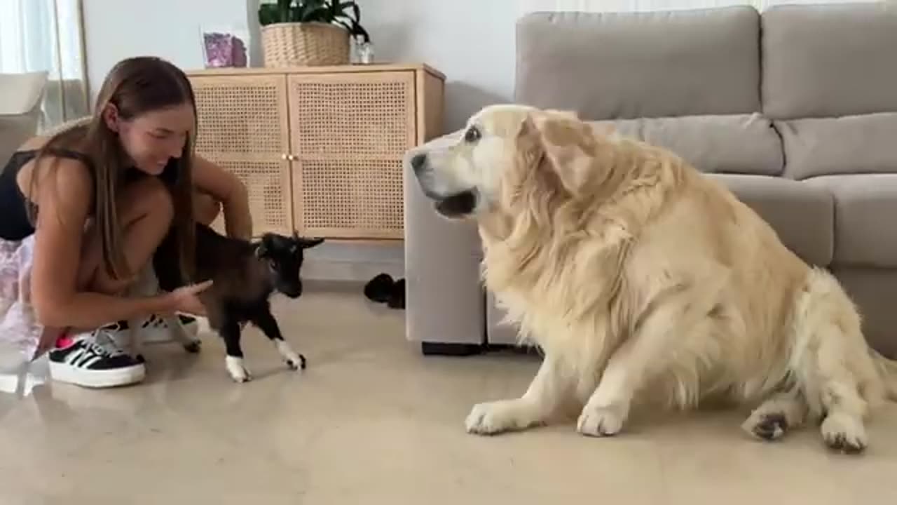 Golden Retriever Tries to Befriend a Baby Goat