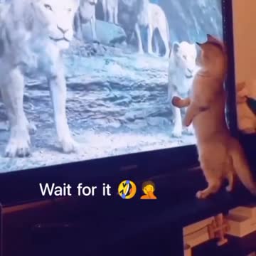 Poor 🐈 #catmemes #cat #funnycats #instagramcats #lionking #lion