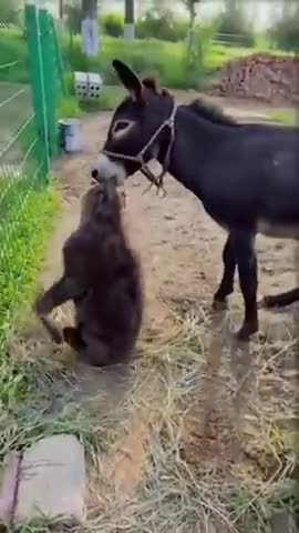 Animal animal animal funny