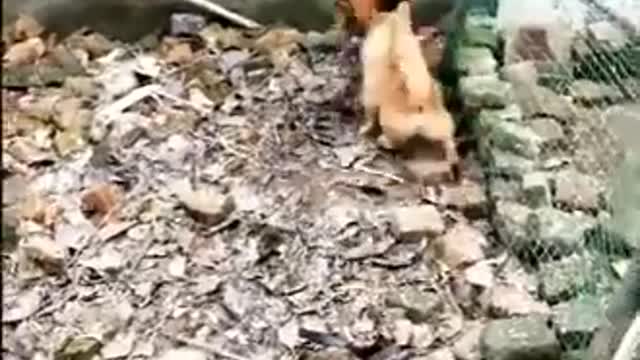 Chicken fights a pack of dogs