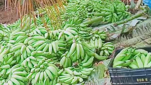 homem e os cachos de bananas na roca