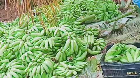 homem e os cachos de bananas na roca