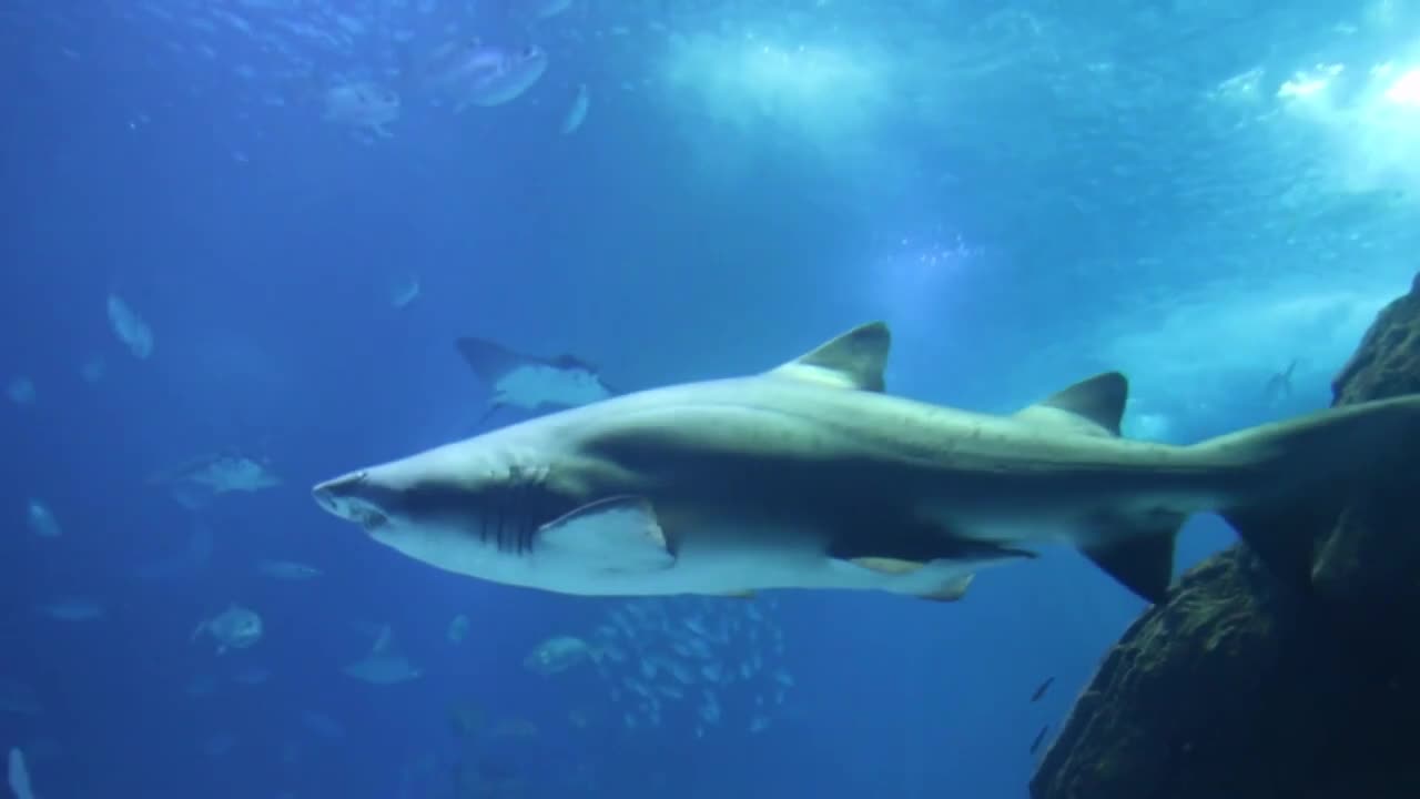 Underwater Sound - White Noise for Relaxation