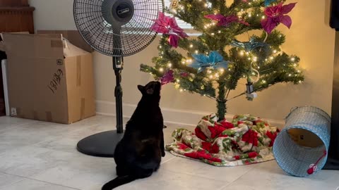 Cute Precious Piper Plays with the Christmas Ornament - Adopting a Cat from a Shelter Vlog