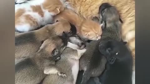 when pets live in the same house