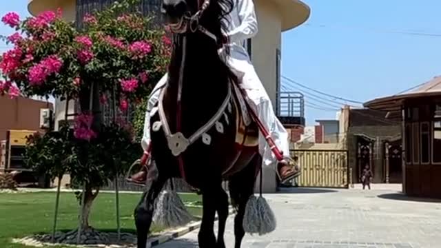 Horses video-funny big horses video