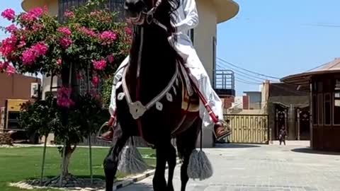 Horses video-funny big horses video