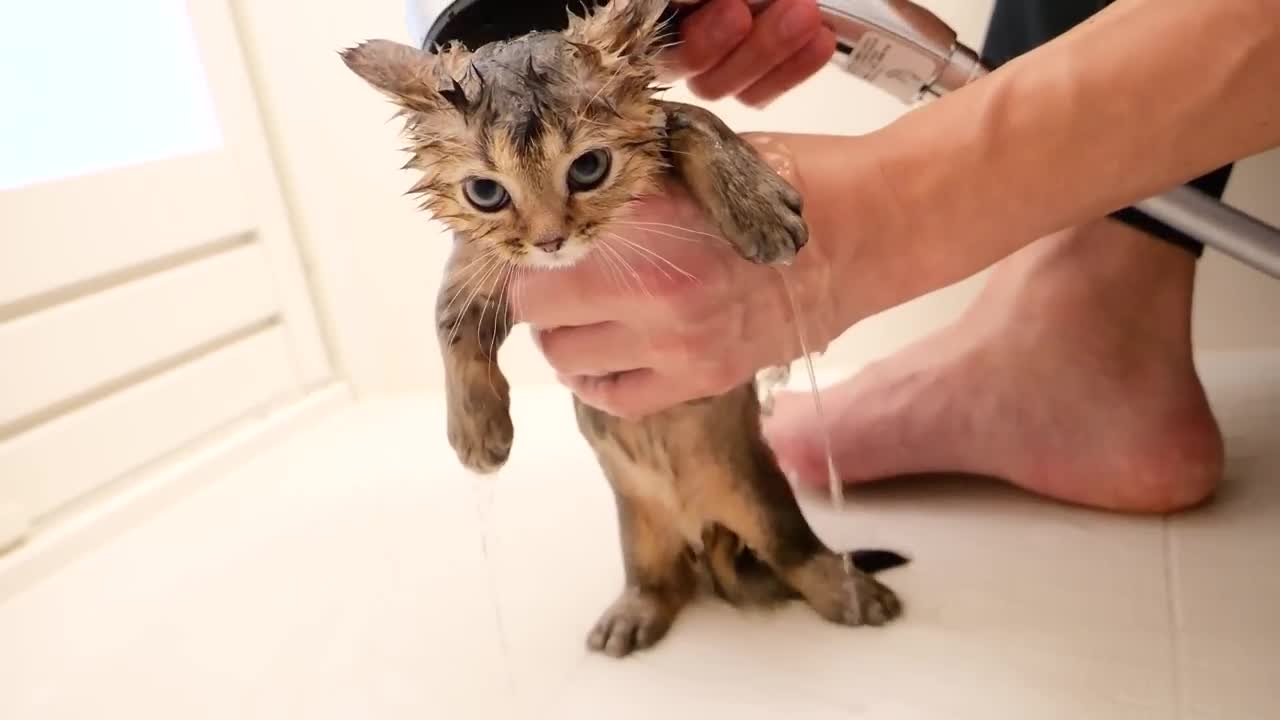 When a daddy cat saw a daughter who became completely different kitten!