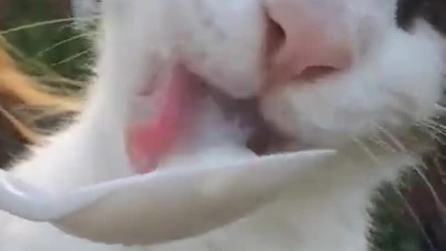 Frozen Tongue Cat