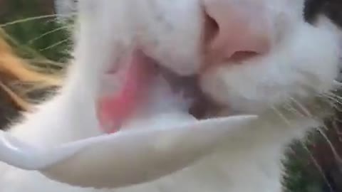 Frozen Tongue Cat