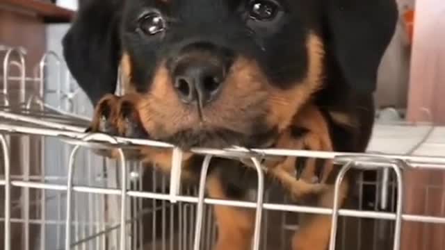 puppy literature
