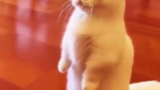 How many likes For This Cuteness ? Funny and Cute Cats Video