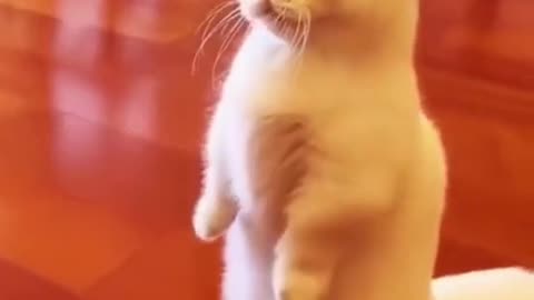 How many likes For This Cuteness ? Funny and Cute Cats Video