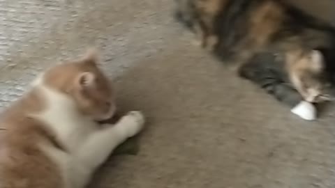 Kitty Playtime