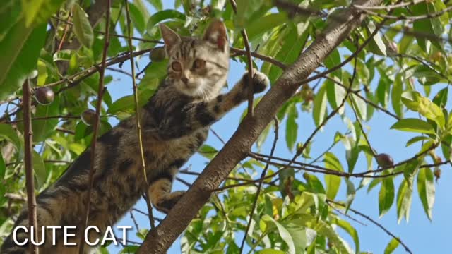 Cute cat climbing a tree/ funniest cat funny animals