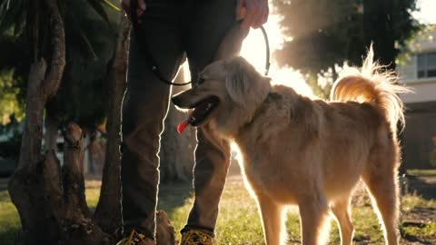 A dog and its owner at a park