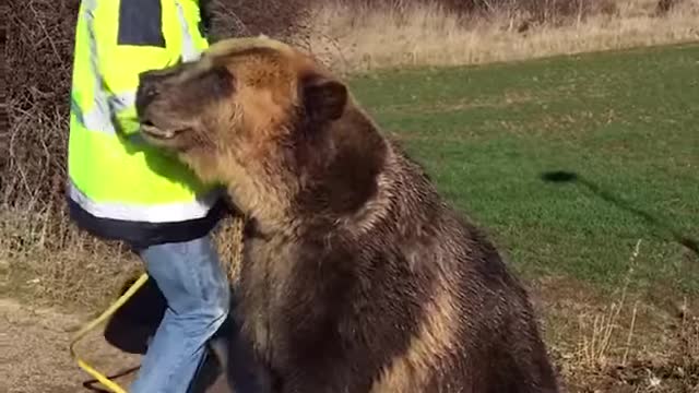 The brown bear gets washed by her friend 🐻.
