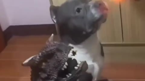 | Funny Dogs | Animal Videos | Just for Fun #shorts Maltese and Friends