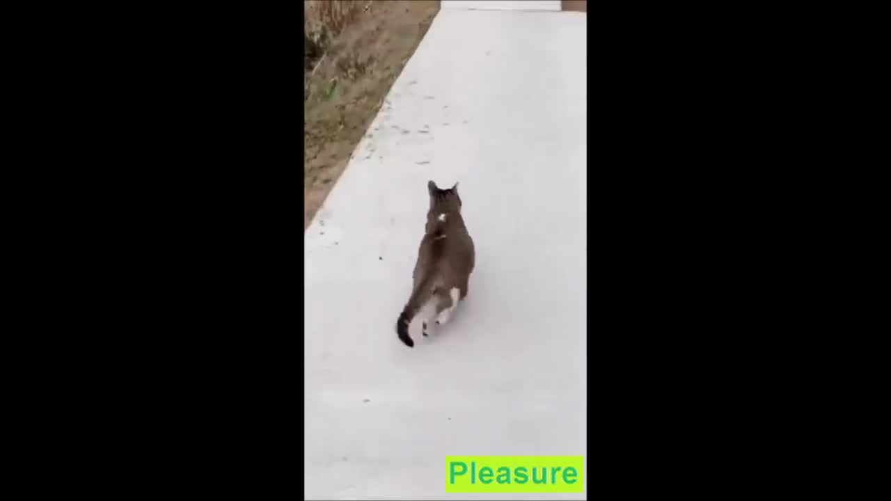 Funny Fails Videos with Cats