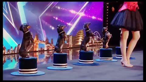Dogs play with music. #funny #display