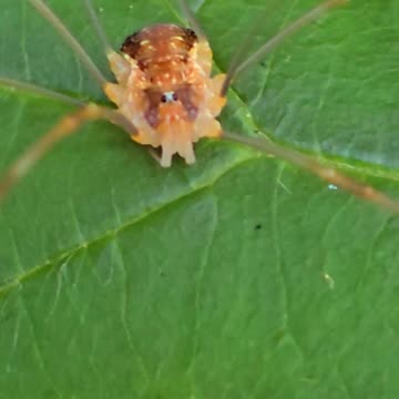 Close-up of a weaver's gargoyle / beautiful insect in nature.