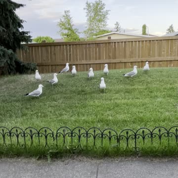 Seagulls in my garden