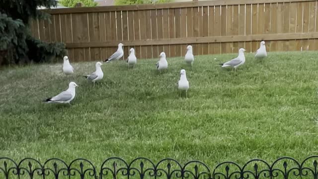 Seagulls in my garden