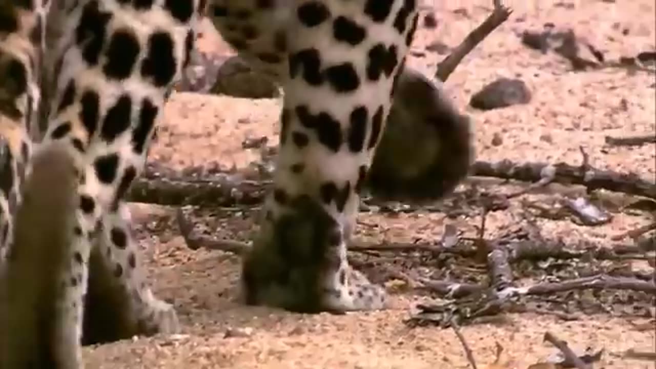 Monkey Vs leopard