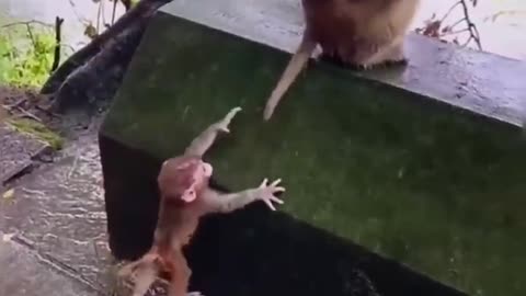 Best funny animal video