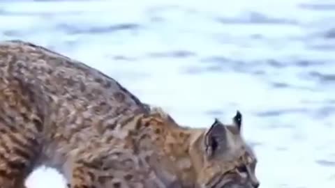 FUNNY VIRAL ANIMAL CLIP: BOBCAT RIVER JUMP #SHORTS