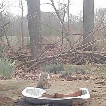 EA S90 - Hungry Squirrel