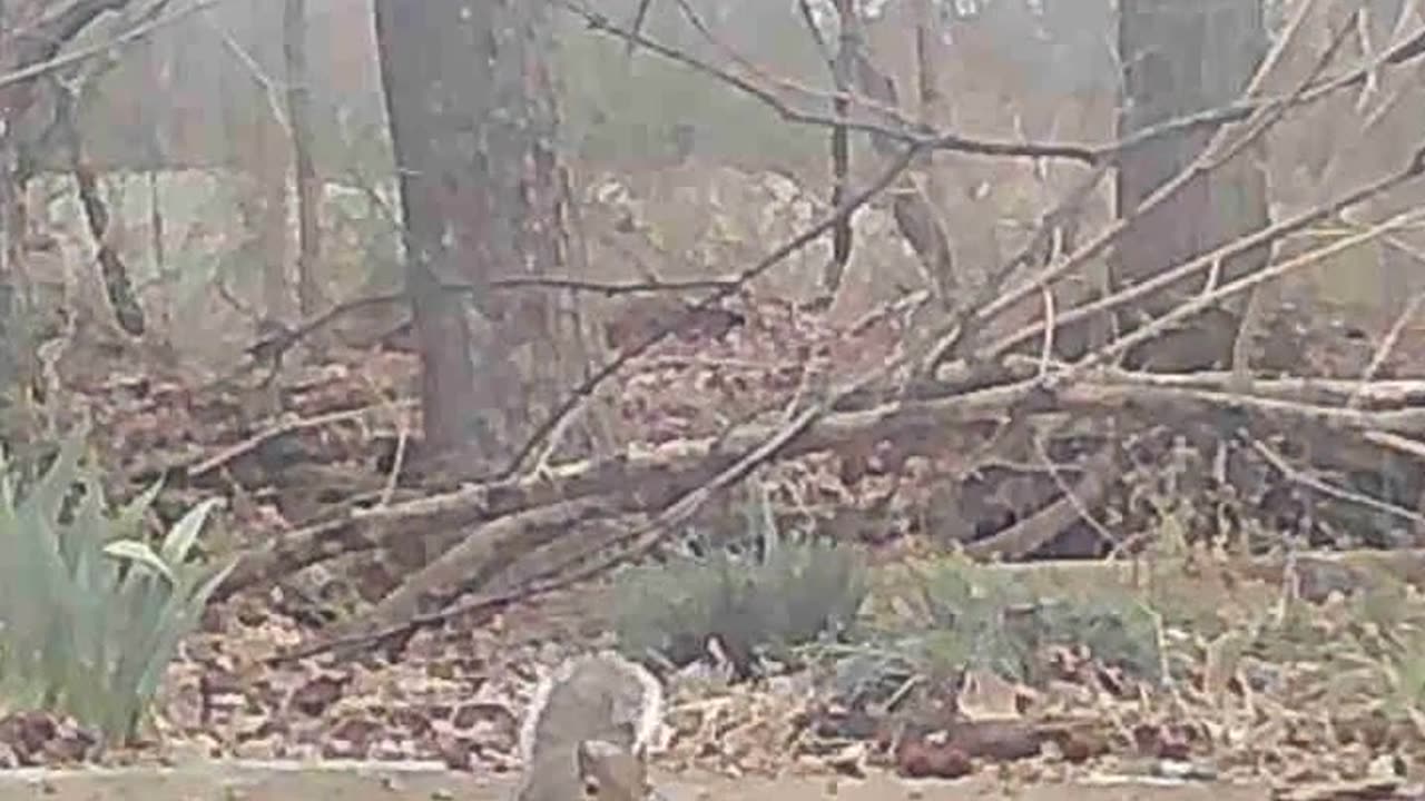 EA S90 - Hungry Squirrel