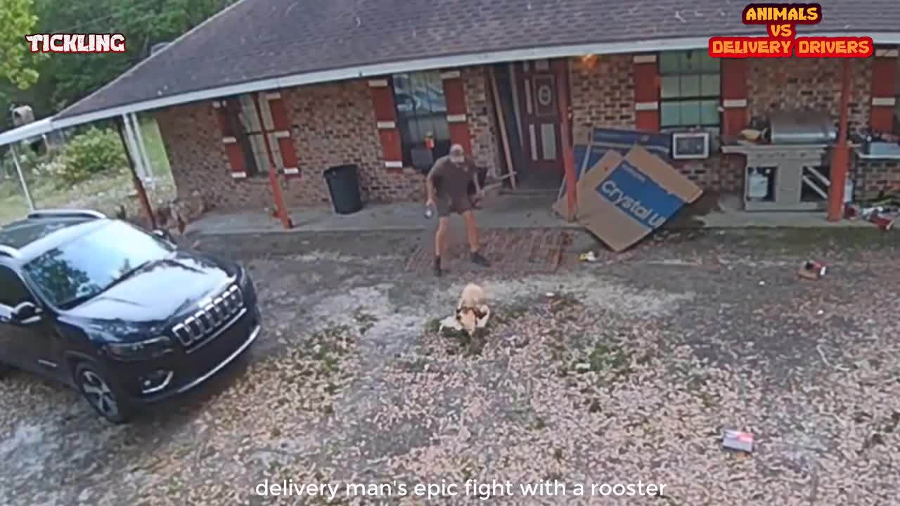 Animals Scaring delivery drivers