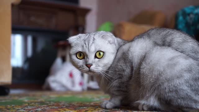 A Cat On The Floor Looking Curiously At The Camera