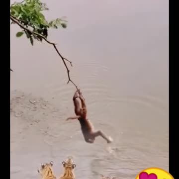 🤣monkey vs tiger funny video 🐒🙊💥🤣#short